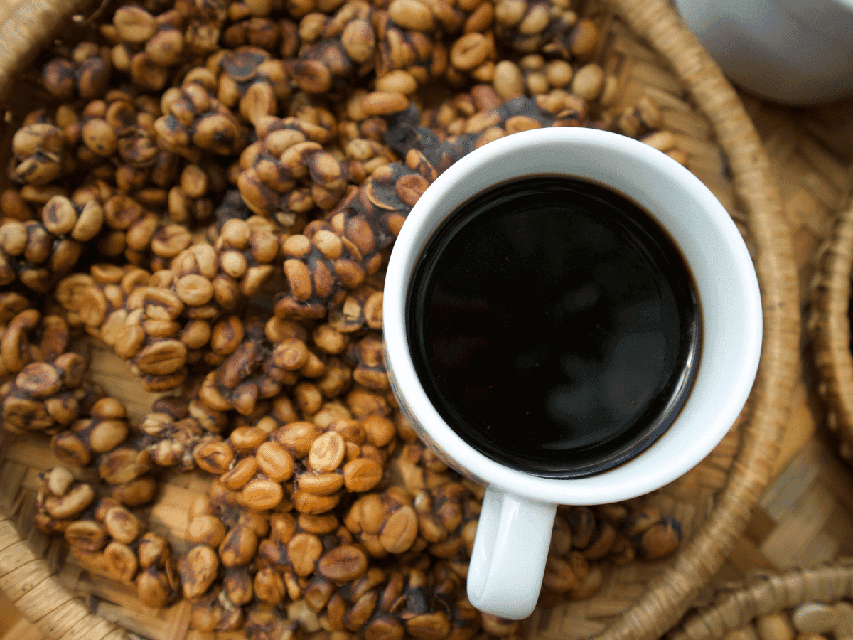 Kopi Luwak o Café de Civeta ¿Cuál es el Café más Caro del